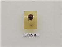 藏品(大食植瓢蟲)的圖片